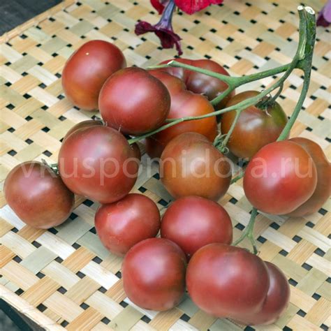 Купить семена томата сорт Карма пурпурная мультифлора (Karma Purple ...