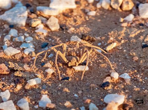 Six-eyed Sand Spider - African Snakebite Institute
