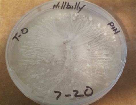 A Pin with Pins : r/Agarporn