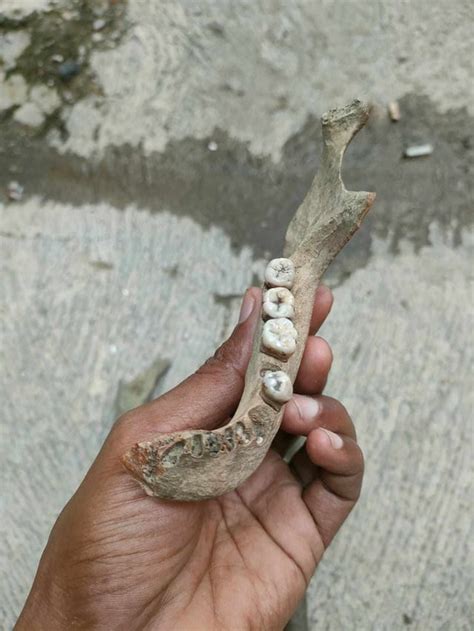 Human or hominid skulls? (Just a warning--they show skulls) : r ...