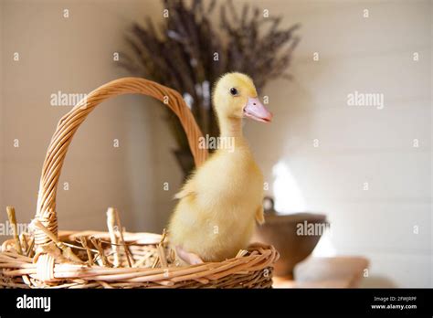 Aylesbury Duck Duckling Stock Photo - Alamy