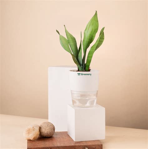 Air Purifying Plants – Greenery