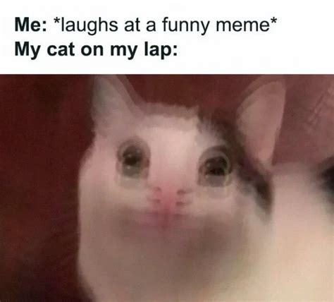 30 Awesome Cat Memes To Look At