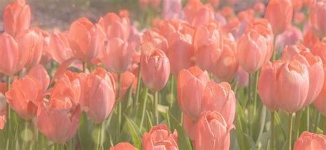 collage  pink  white tulips   words living  moment