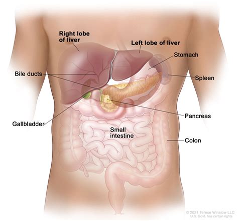 What Is Liver Cancer? - NCI