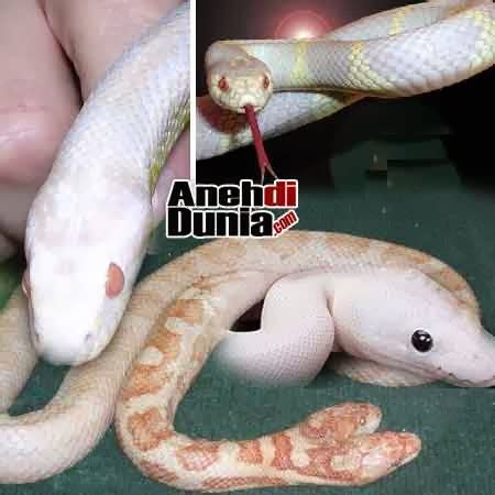 Binatang Albino Di Dunia - Berita Aneh dan Unik Terbaru