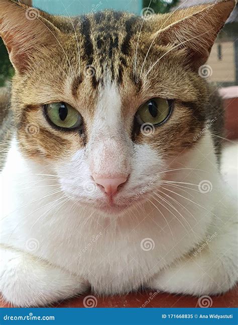 Cara De Un Gato Blanco Y Negro Azaroso Imagen de archivo - Imagen de