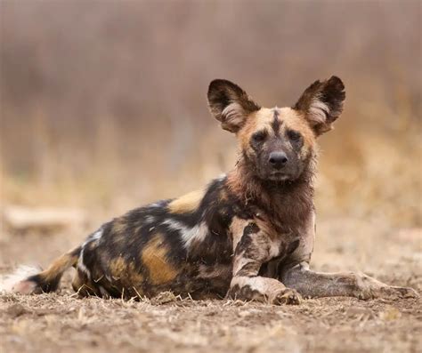 African Wild Dog facts for Kids - KonnectHQ