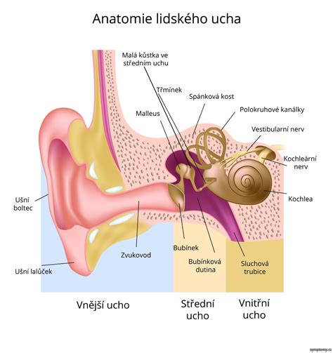 Ucho - příznaky a léčba