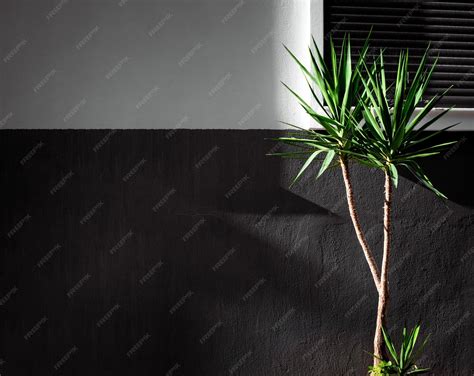 Premium Photo | Minimalists backdrop with palm tree and dark shabby