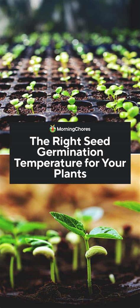 The Right Seed Germination Temperature for Your Plants