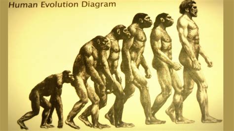 Evolution Definition and Examples - Biology Online Dictionary