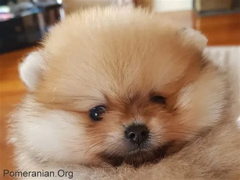 Understanding Pomeranian Growth Stages