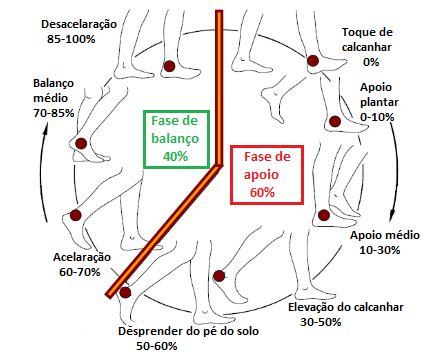 Biomecanica Da Marcha - Portfólio de Biomecânica : Ciclo de Marcha