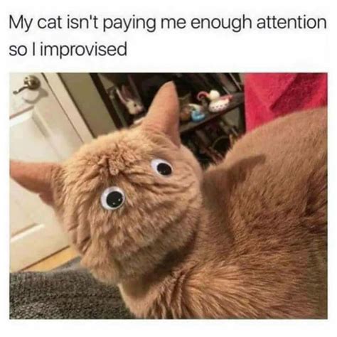 funniest cat memes     love cats