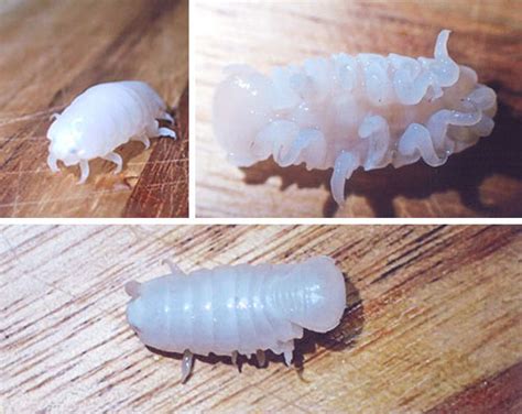 うみそらハリセンボンのかんさつ～寄生虫フグノエについて～ （小学校の部 文部科学大臣賞） | 入賞作品（自由研究） | 自然科学観察コンクール ...