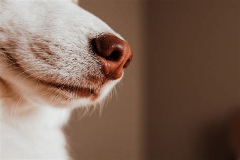Why Do Dogs Have Whiskers? | The Dog People by Rover.com