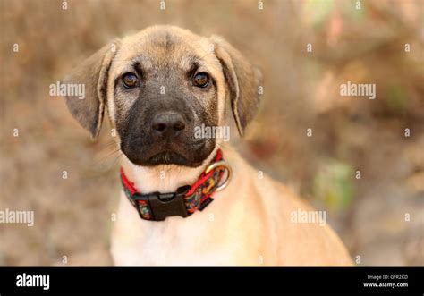 curious dog staring    cute puppy  straight