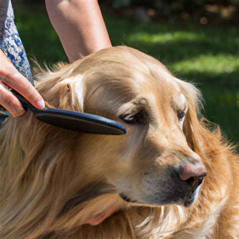 Golden Retriever Grooming: Tips and Tricks for a Healthy and Happy Pup