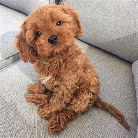 Cavapoo Puppies: Information, Characteristics, Facts, Videos #cavapoo # ...