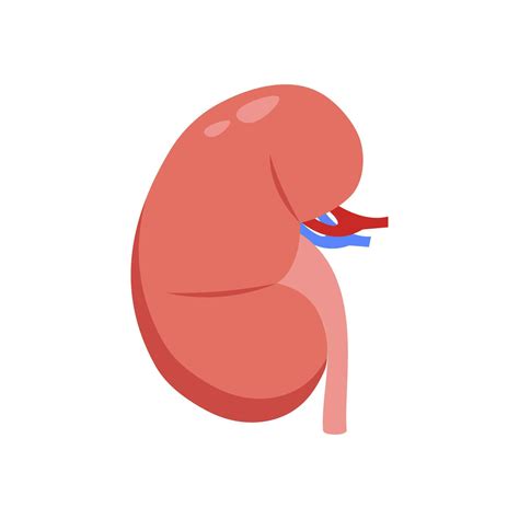 Kidney, Human Body Part Illustration 53306856 Vector Art at Vecteezy
