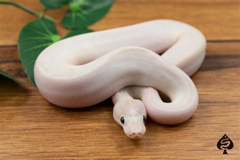 pastel ivory  ghi ball python  spaids reptiles morphmarket