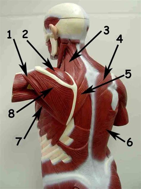 torso posterolateral diagram quizlet