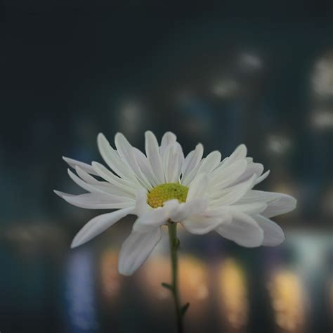 Night Flowers City - Free photo on Pixabay
