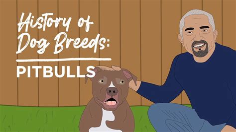 History of Dog Breeds: Pitbulls - YouTube