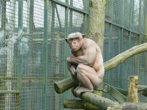 Pin by Dave Short on hairless animals | Hairless animals, Chimp, Chimpanzee