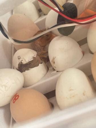 Rhode island reds - farm & garden - by owner - sale - craigslist