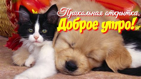 С Добрым Утром! Прикольная открытка с Добрым утром! Отличного Вам дня ...