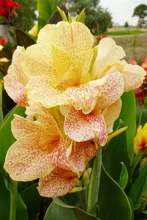 Канна Canna Confetti - купить саженцы в интернет-магазине
