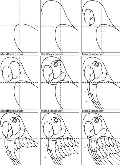 Parrot step by step | Parrot drawing, Parrots art, Bird drawings