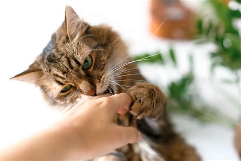 Сила укуса Мейн-Куна: какой PSI она достигает? | AnimalExpert.ru