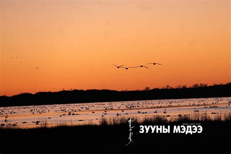Онцлох фото: Ганга нууран дахь хунгийн чуулган
