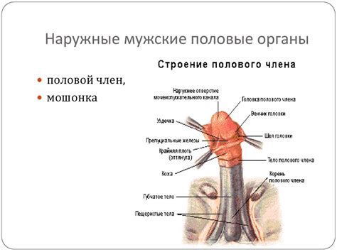 Менструальный цикл. Овогенез. Анатомия мужских половых органов ...