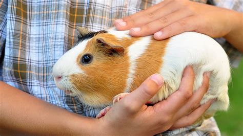 care   guinea pig rspca  south wales