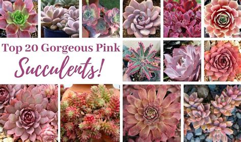 17+ Pink Succulent Plants - KaibaKarlyle