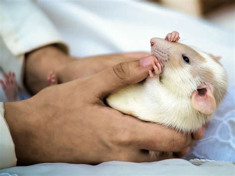Rats see the pain in other rats' faces | Science | AAAS
