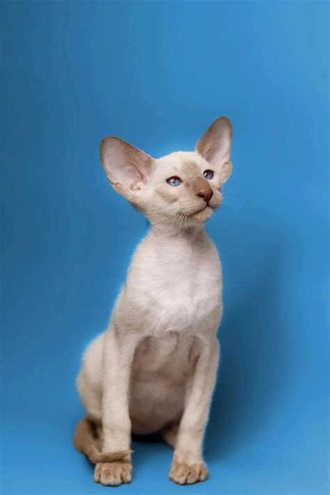 Satir Oriental Kitten Lovable White Siamese Cat