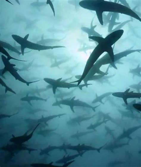 Creepy Sea Photos That Will Give You Thalassophobia (18 pics)