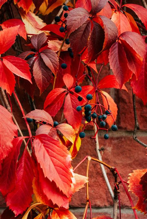 Parthenocissus Photos, Download The BEST Free Parthenocissus Stock