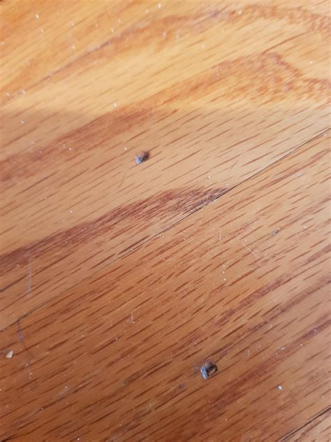Is this termite or ant damage? Or something else like old nail holes