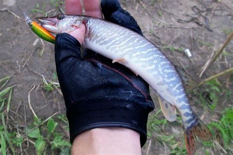 Воблеры Zip Baits Rigge. — Рыбалка в Кемеровской области