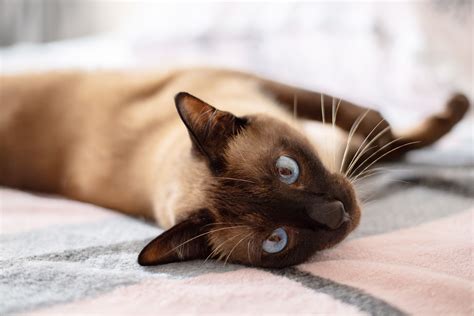 7 Fascinating Facts About Siamese Cats
