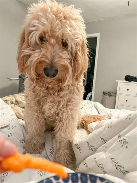 Cheeto watcher….. can’t eat without her doing this : r/Goldendoodles