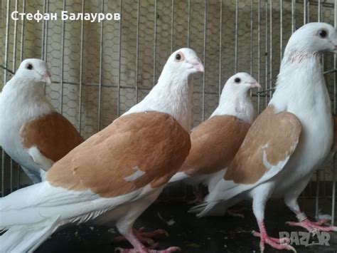 Гълъби пощи на жълт капак в Гълъби в гр. Първомай - ID30275200 — Bazar.bg