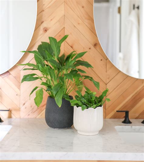Bathroom Plants That Look AMAZING and Are Shockingly Easy to Keep Alive ...