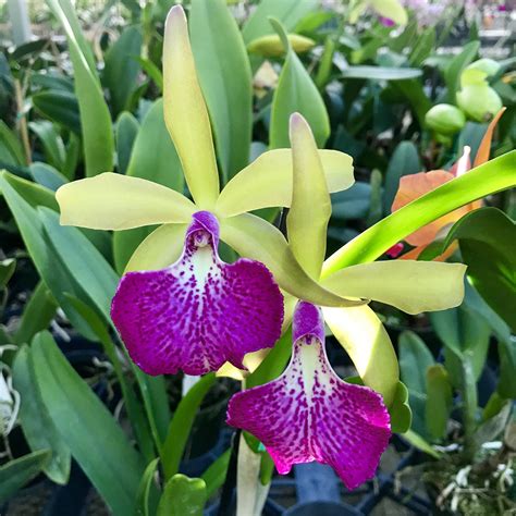 Cattleya June — Palmer Orchids